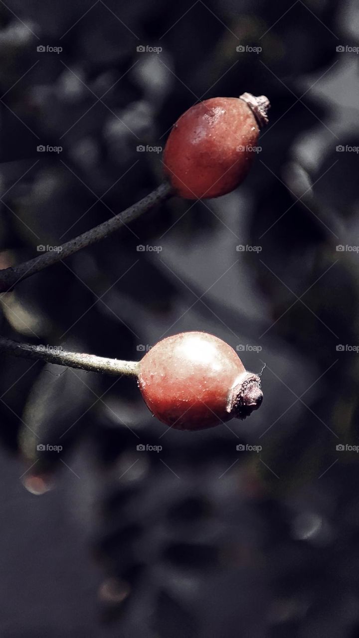 Rose hips