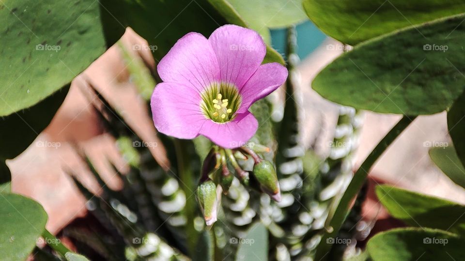 Oxalis latifolia