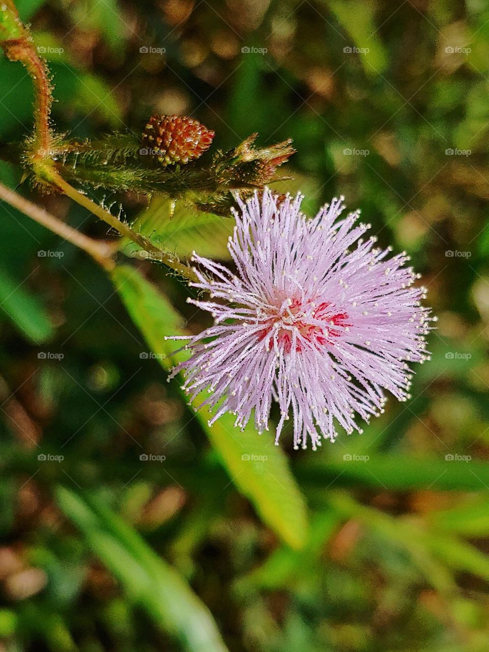 flowers captured