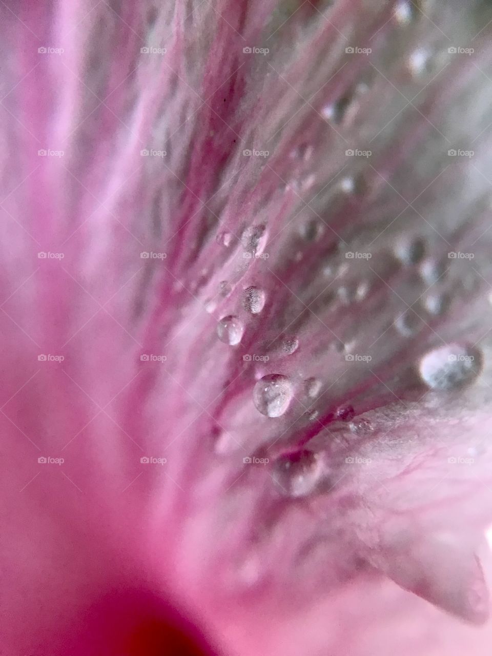 Water droplets on a pink pedal