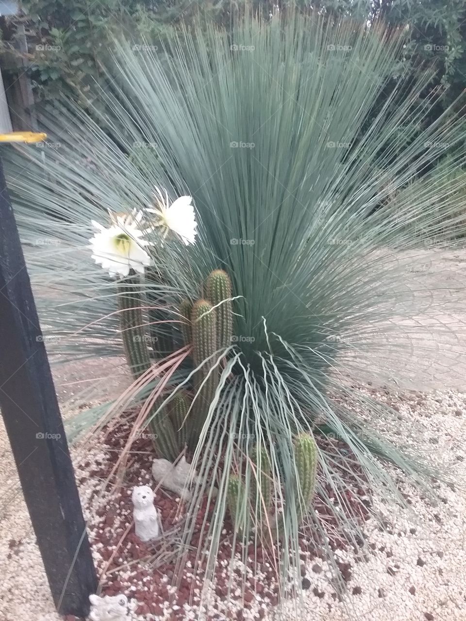 cactus in flower and grass tree