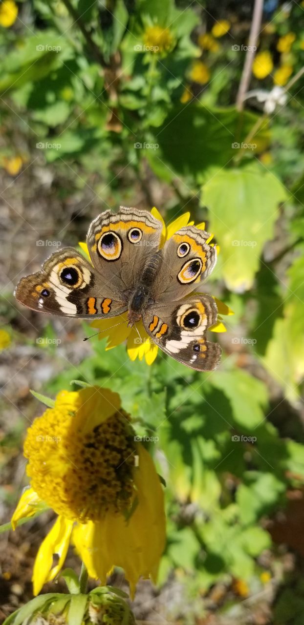 A Common Buckeye butterfly (Junonia coenia) feeds on this brilliant yellow flower. Its wings are slightly ragged.