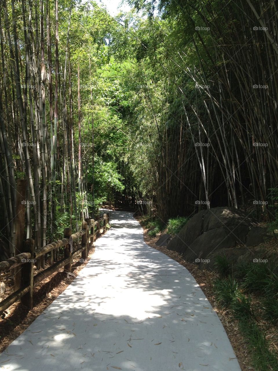 Bamboo trail at Knoxville Zoo.