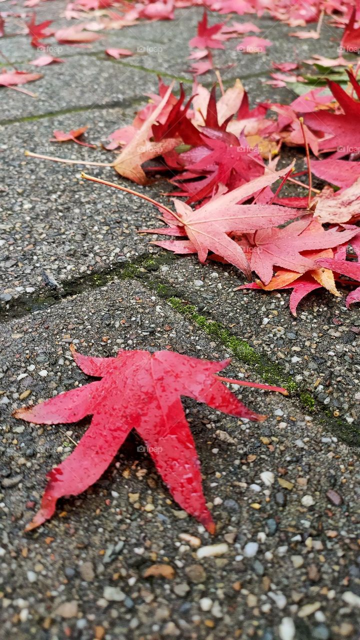 Gorgeous, intense, beautiful, red leaves