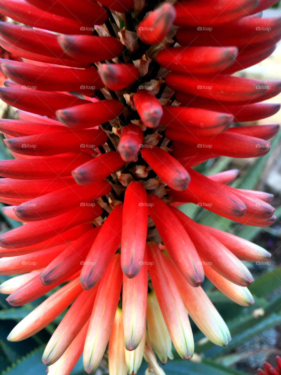Aloe winter bloom close-up