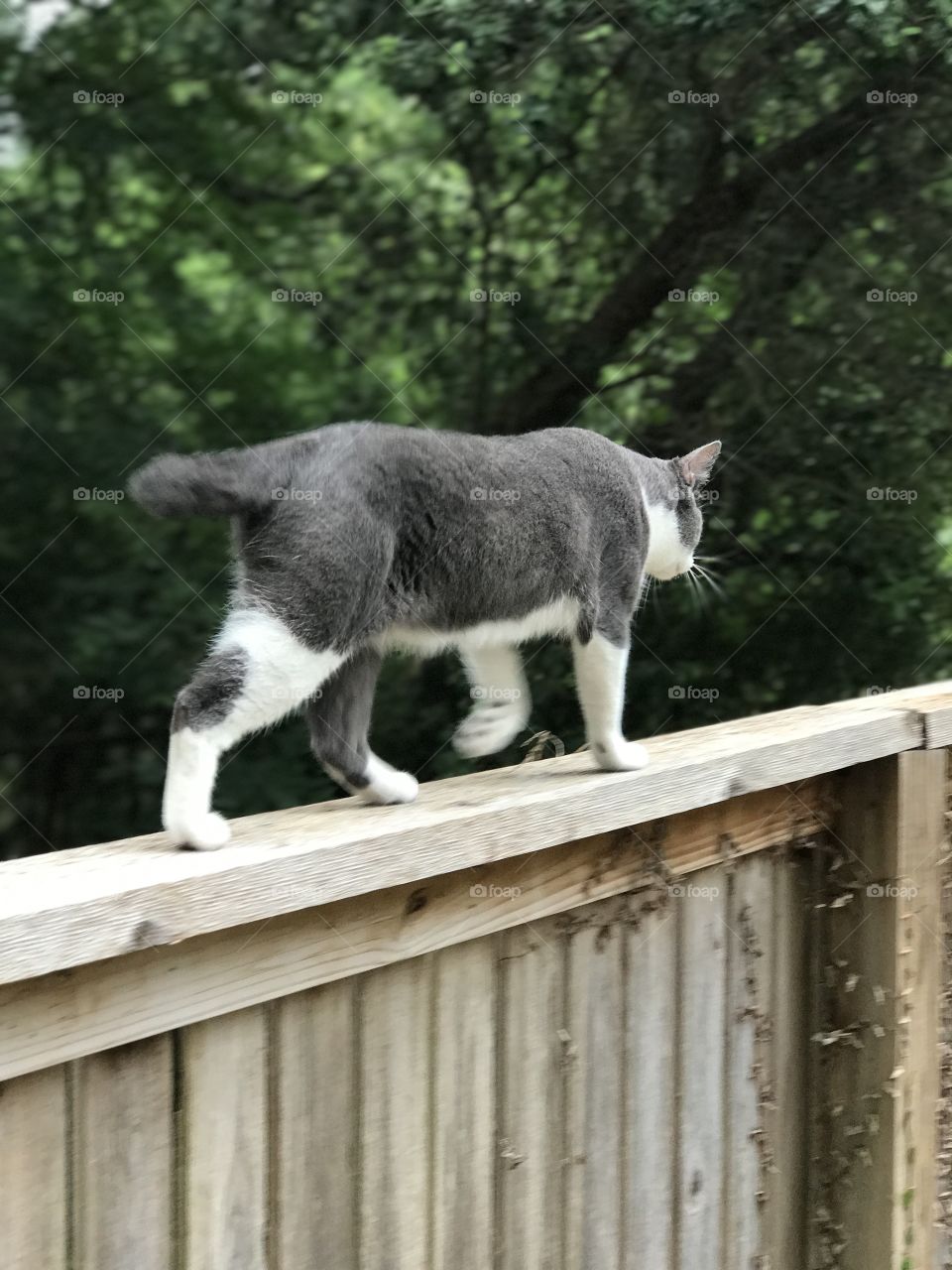 Neighborhood cat