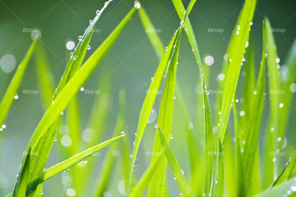 Morning dew on grass