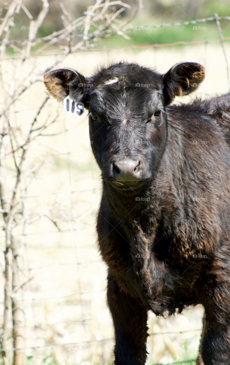 Headshot of a female feeder yearling  against a barbed wire fence