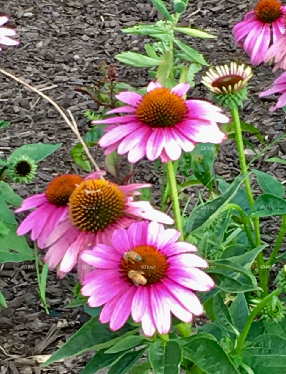 Coneflowers