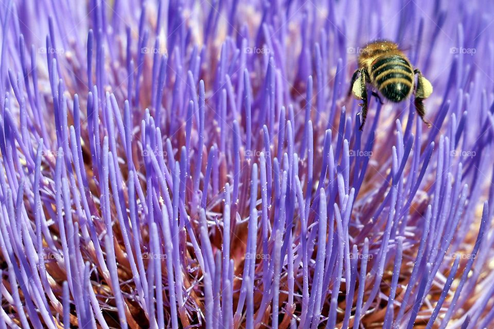 Bee collecting pollen from flower 