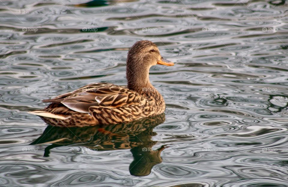 Brown Duck on the Water