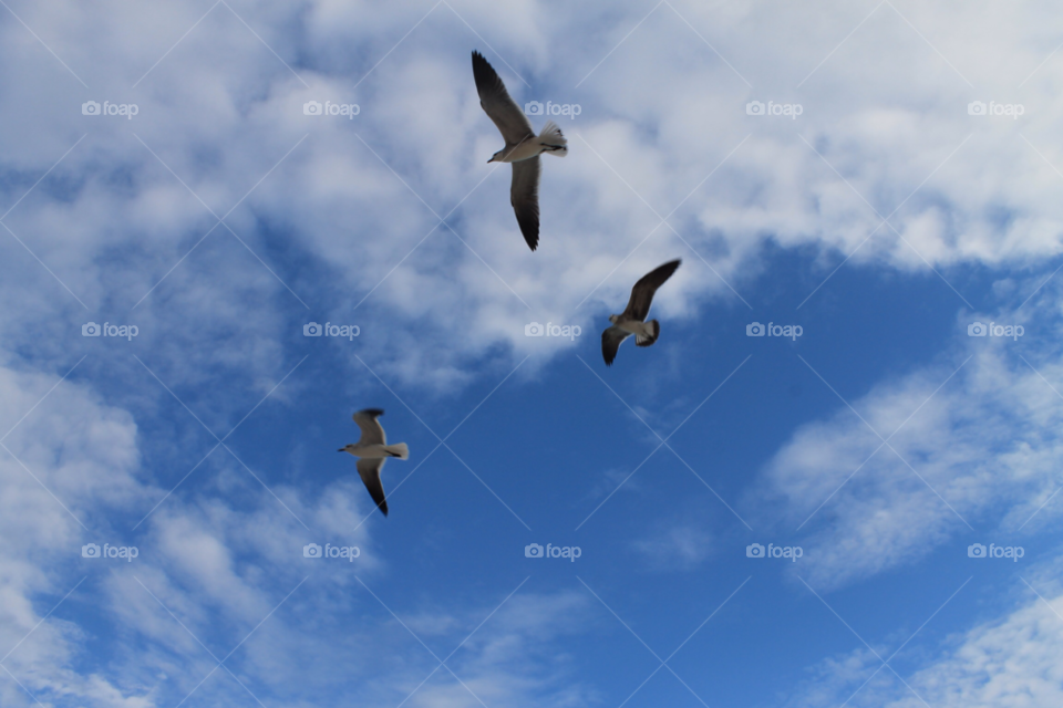 sky clouds birds holiday by Elina