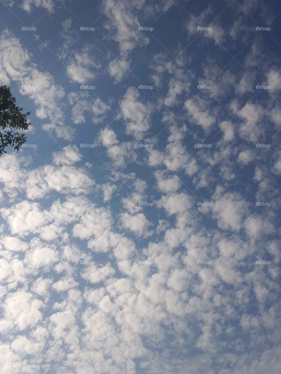 southern summer sky