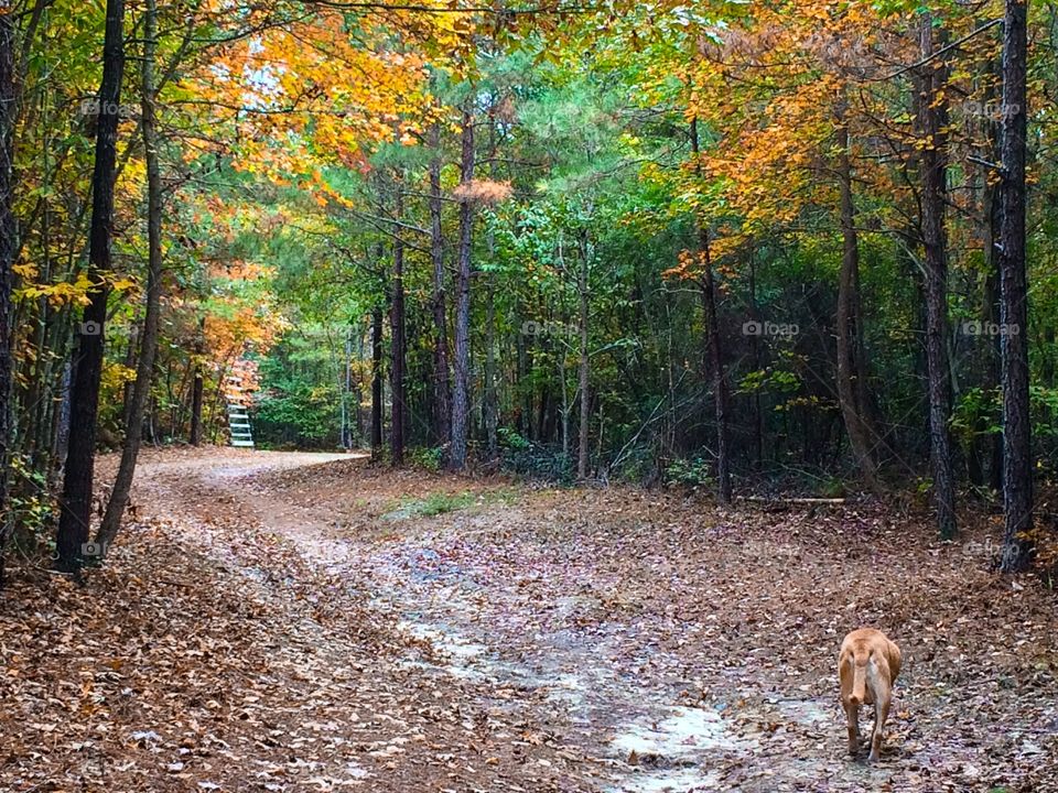 Trail walking in the fall with my dog