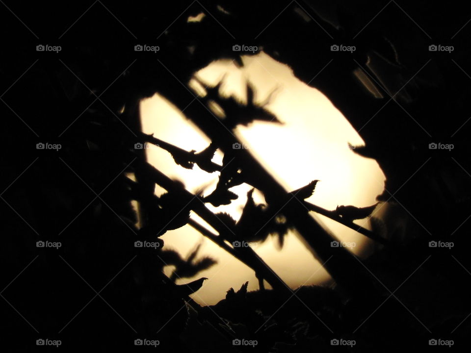 Full Moon through the Trees