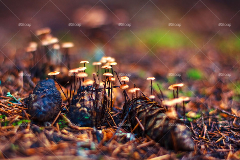 Mushrooms