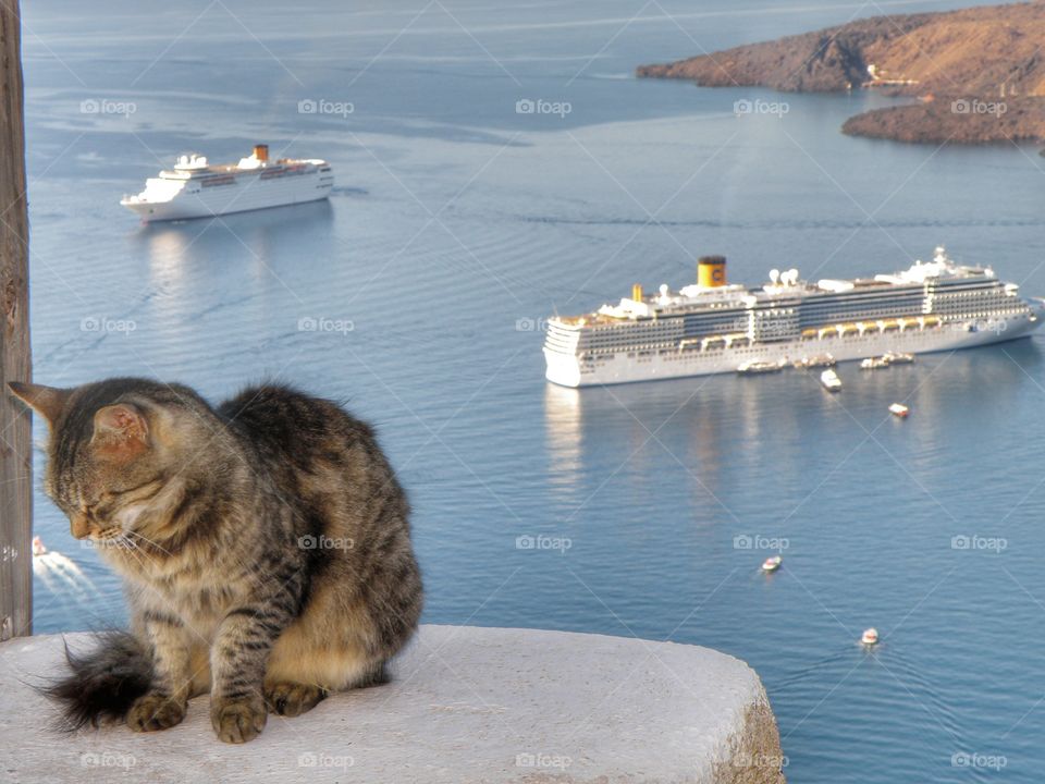 cat in the landscape