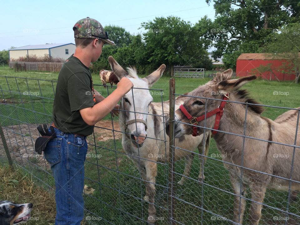 Pet donkeys. 