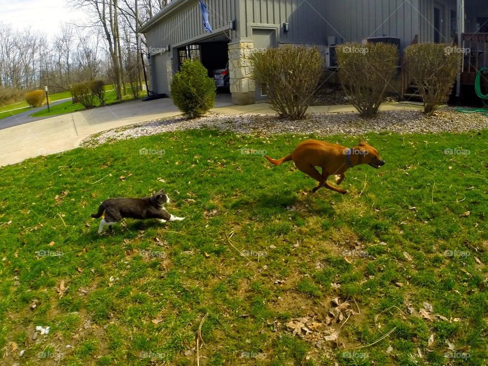 cat chasing dog