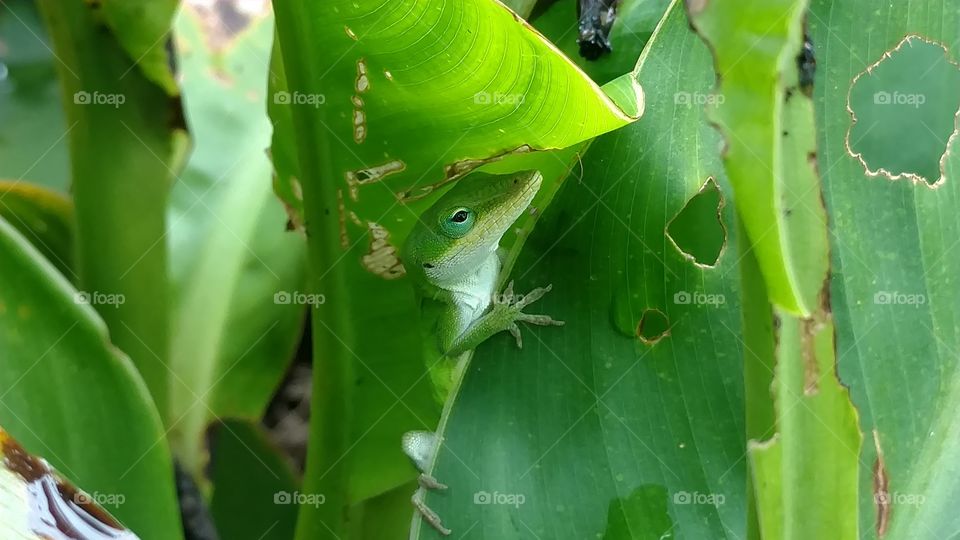 Leaf, No Person, Nature, Rain, Tropical