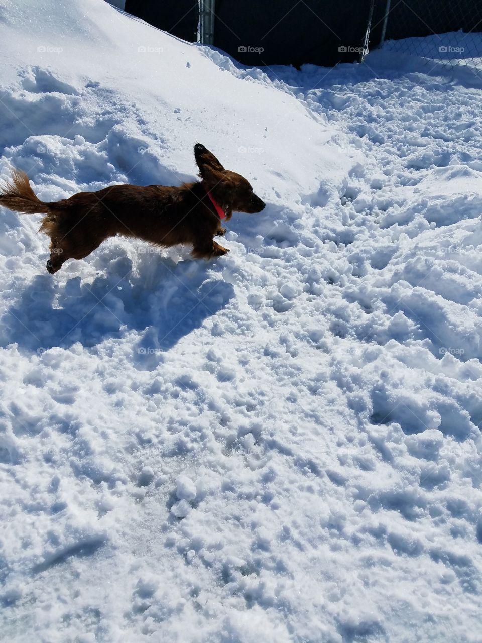 Dachshund running in the snow.