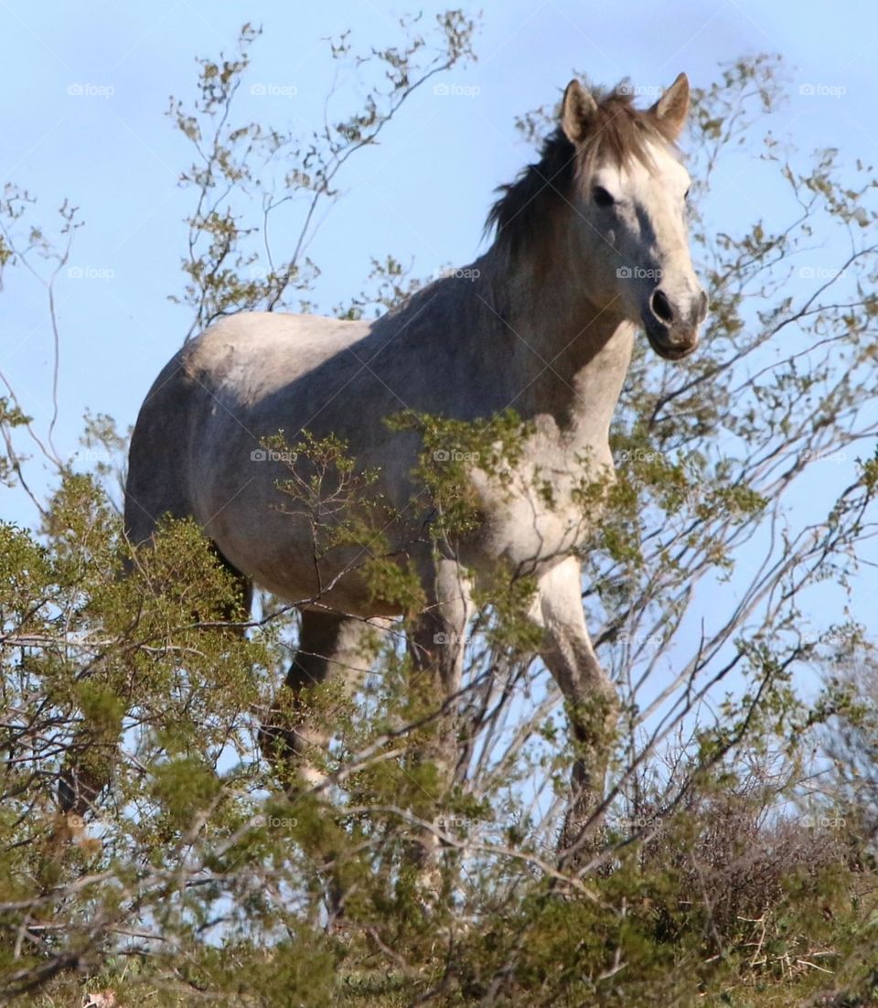 Wild Stallion on a Hilltop