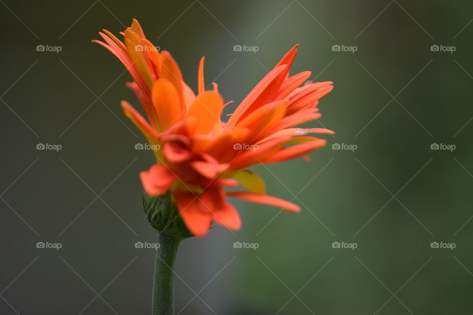 Blooming orange flower