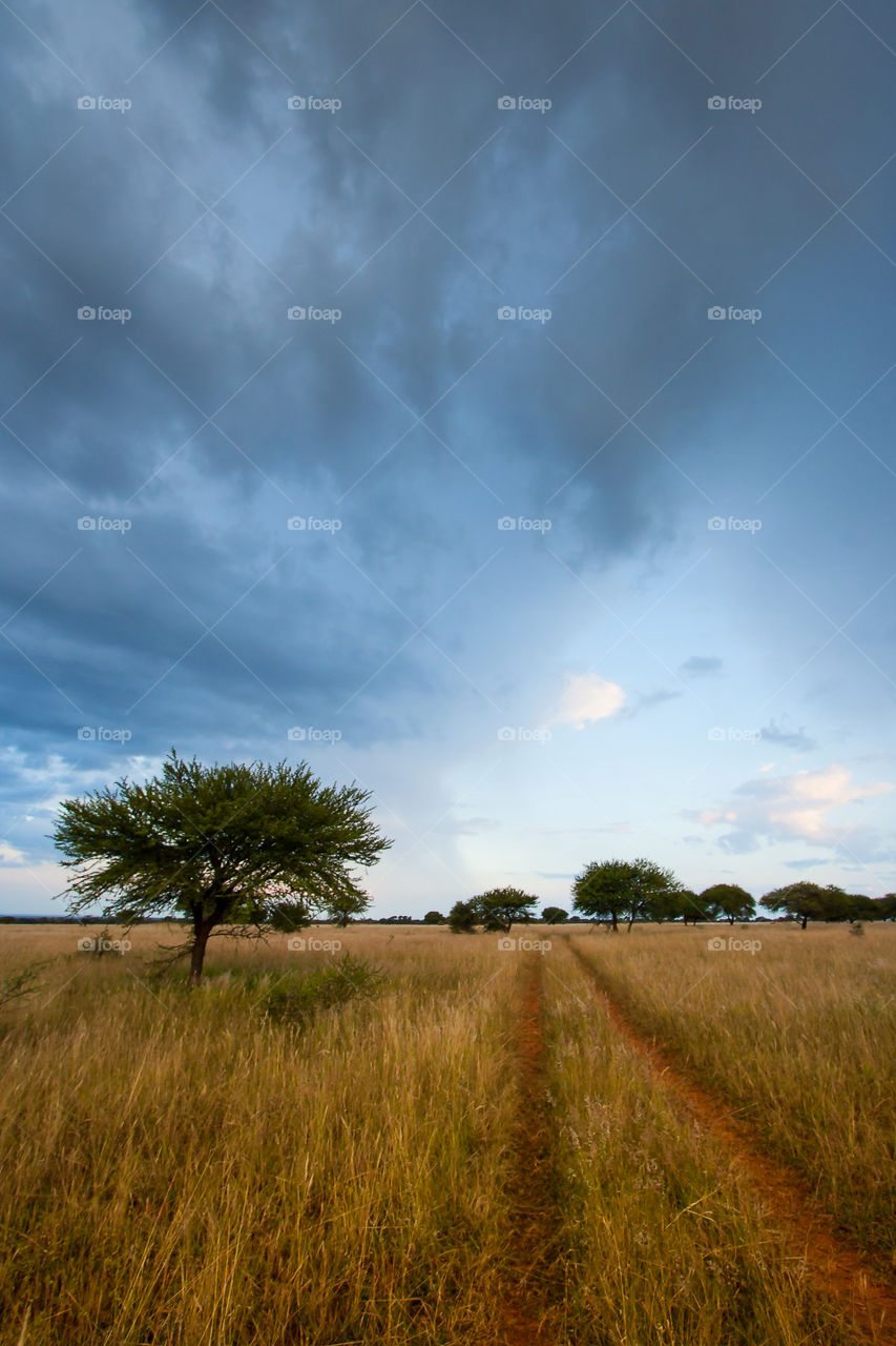 Countryside living - a single road through grass fields and thorn tree with thunder clouds brooding