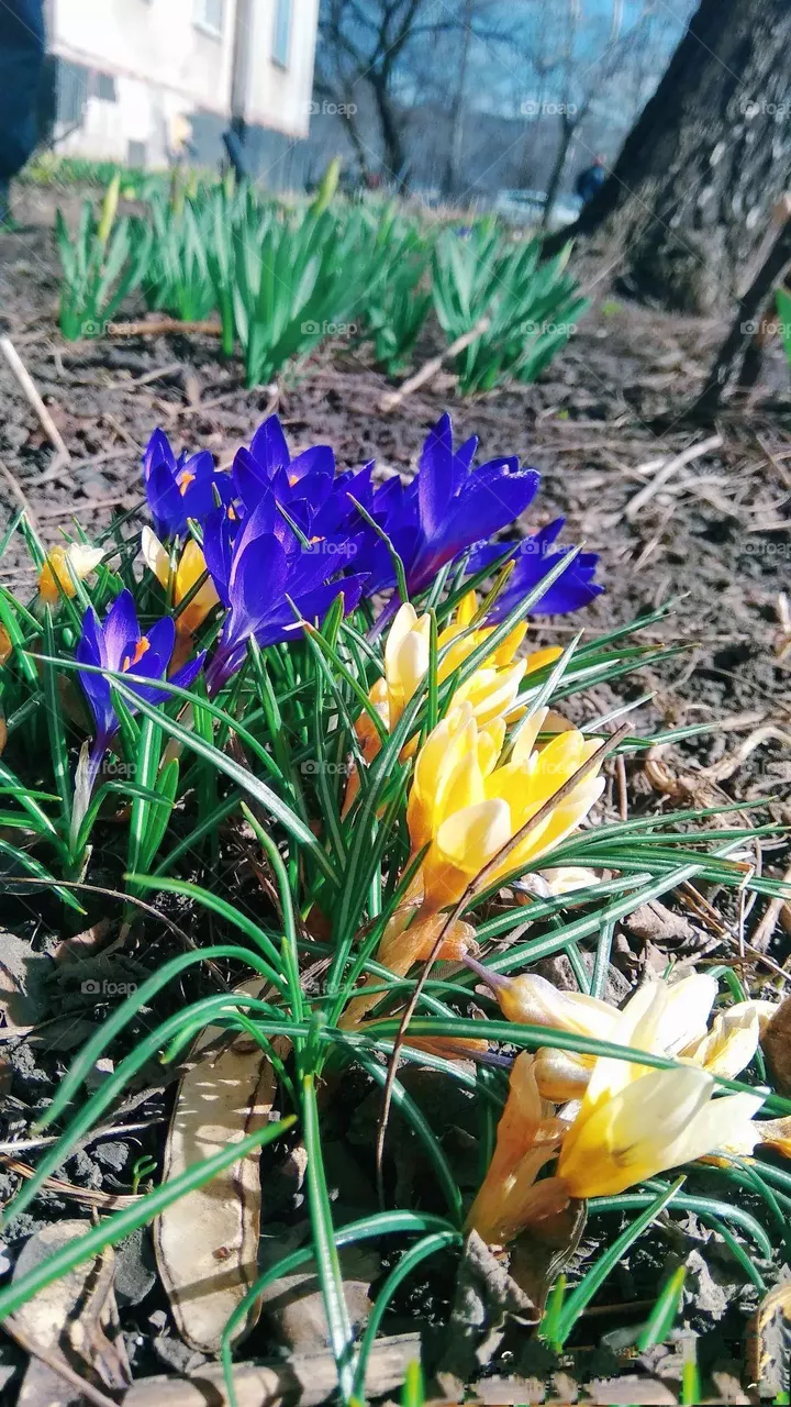 spring
