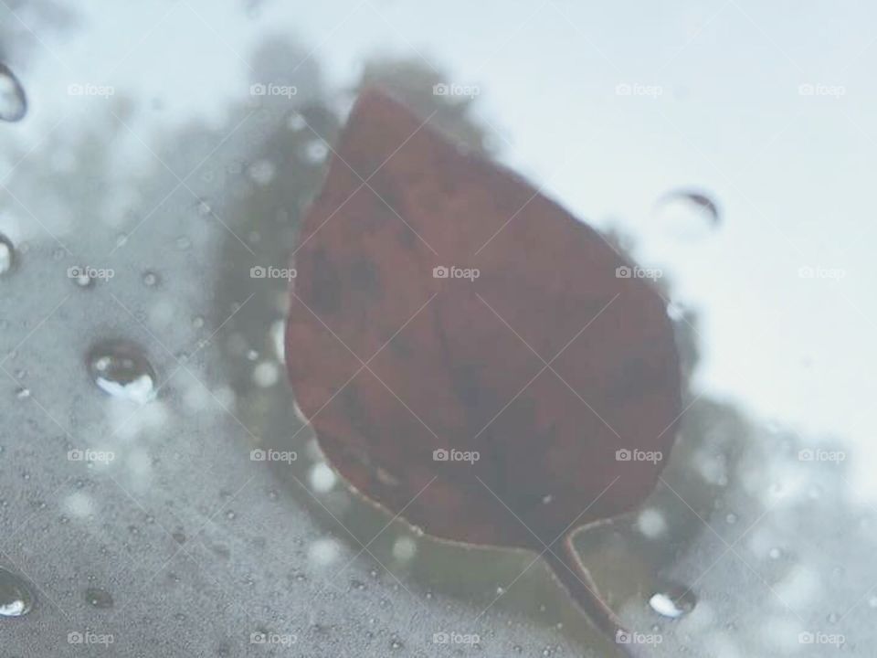 Leaf on Window