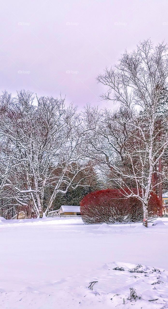 Twin Birches in Winter!