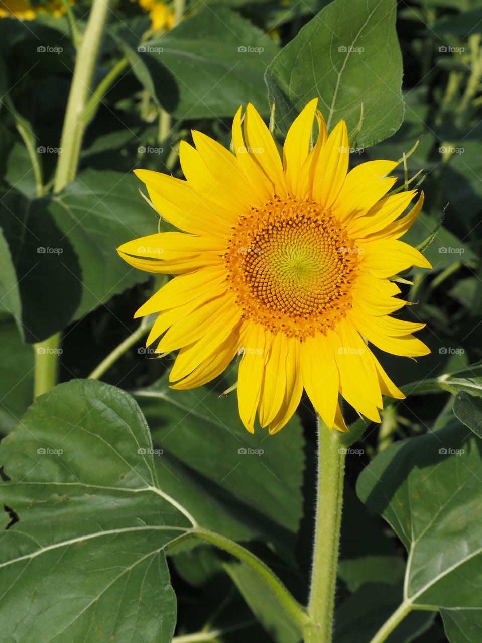 sunflower