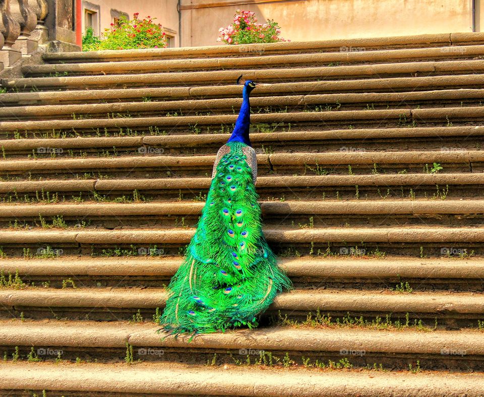 Bright peacock on the stairs