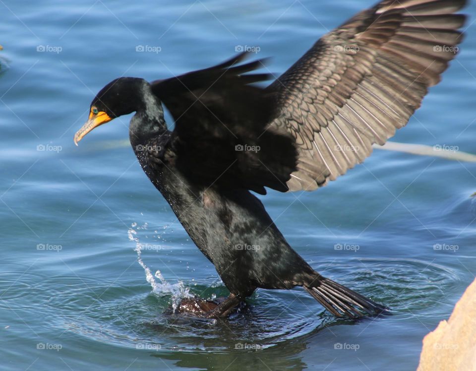 Cormorant Flapping Wings in Lake