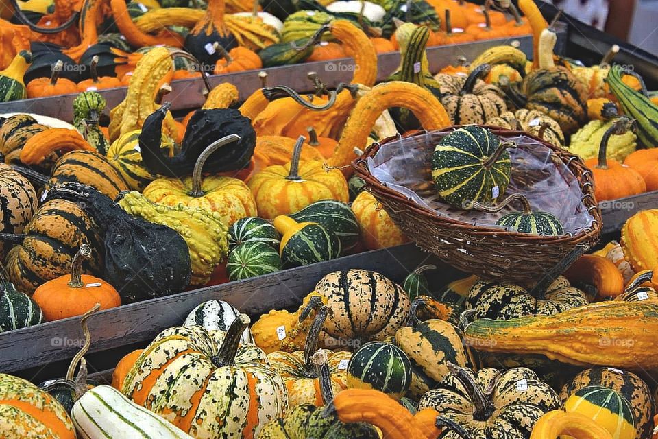Gourds