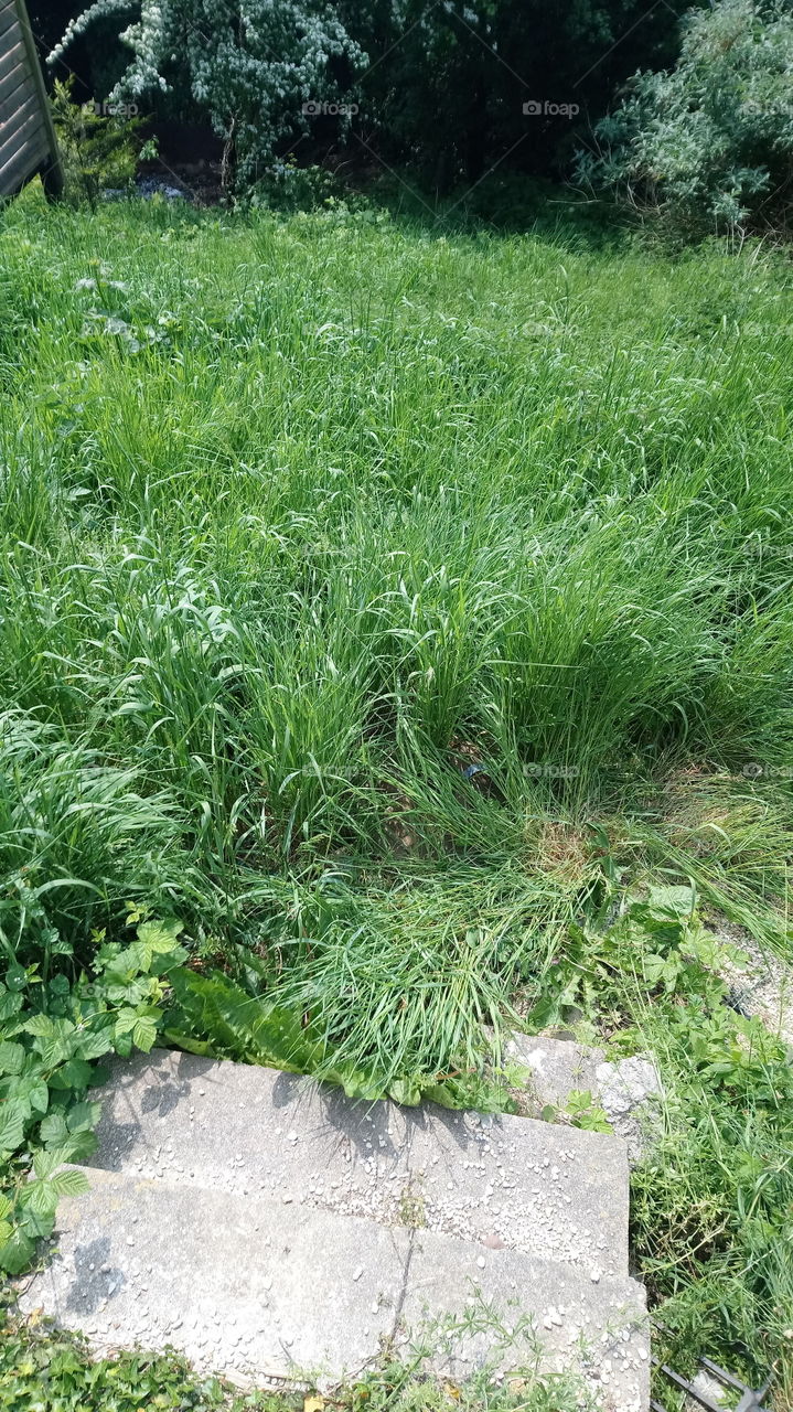 Everyone loves grass