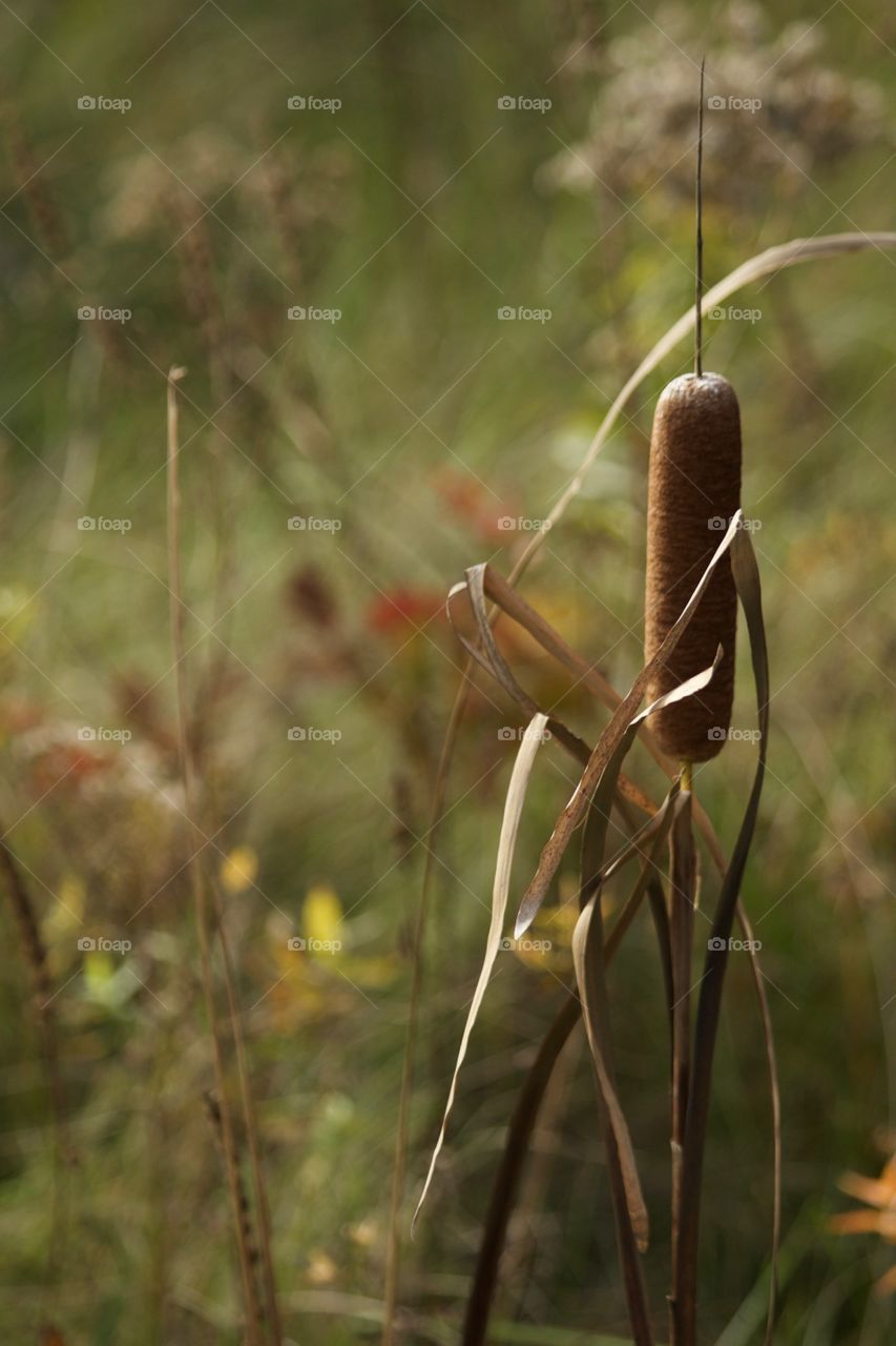 Cattail
