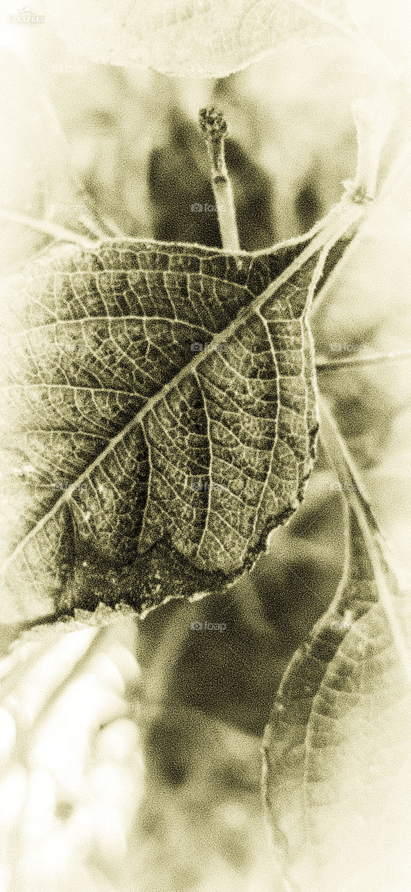 close up of drying leaf