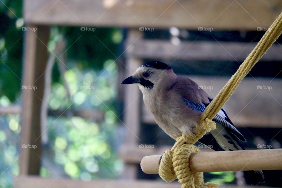 Eurasian jay sitting on hammock hanger