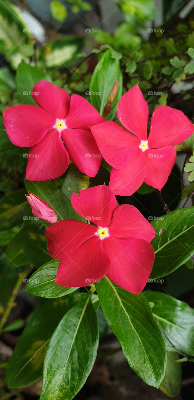 The plants are of various sizes and colors, some with very striking and beautiful colored flowers.