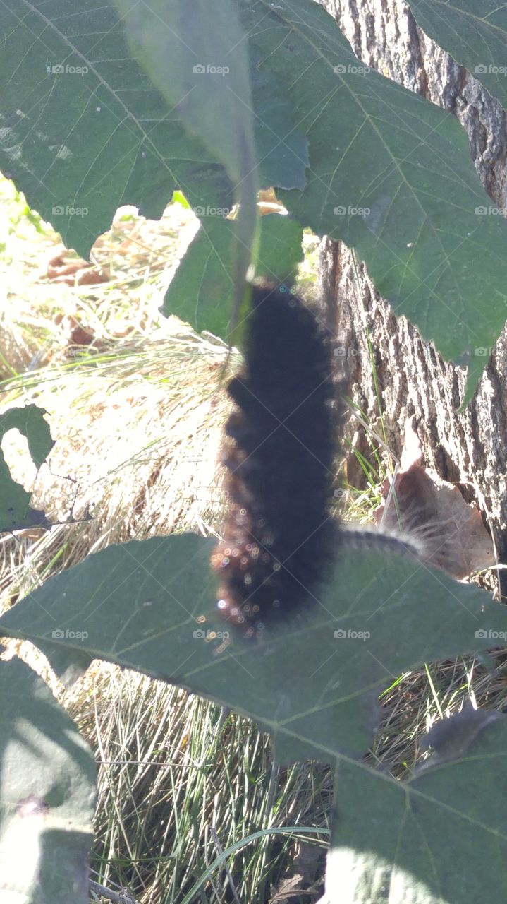 wooly worm hanging from a leaf