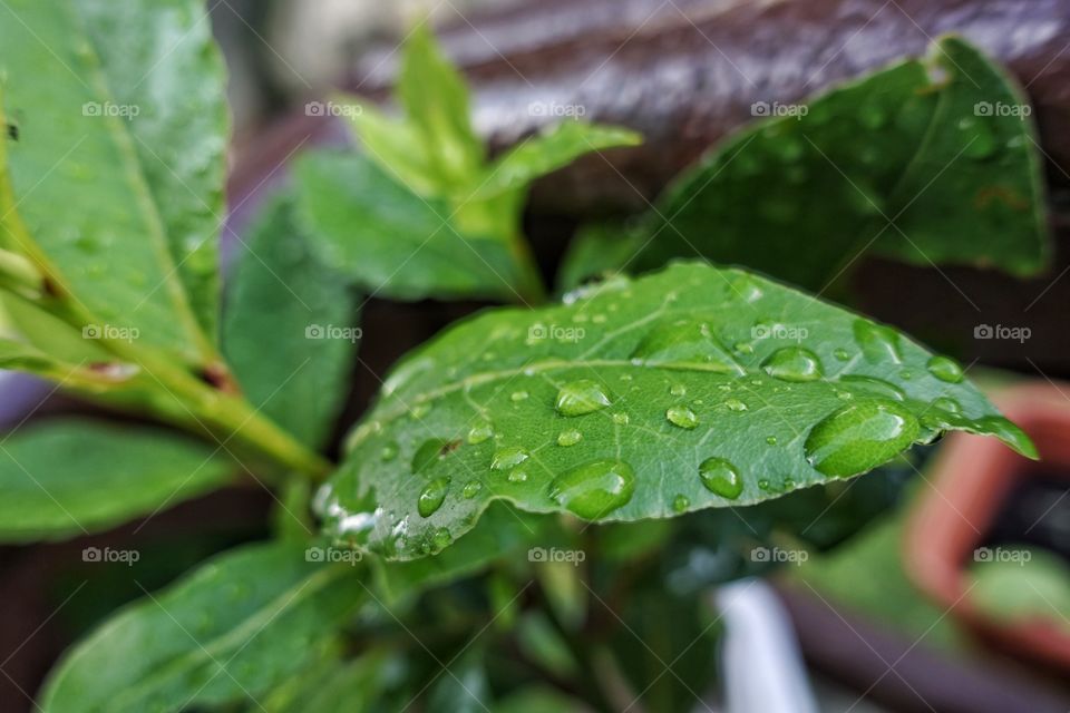 Close-up of wet leaves