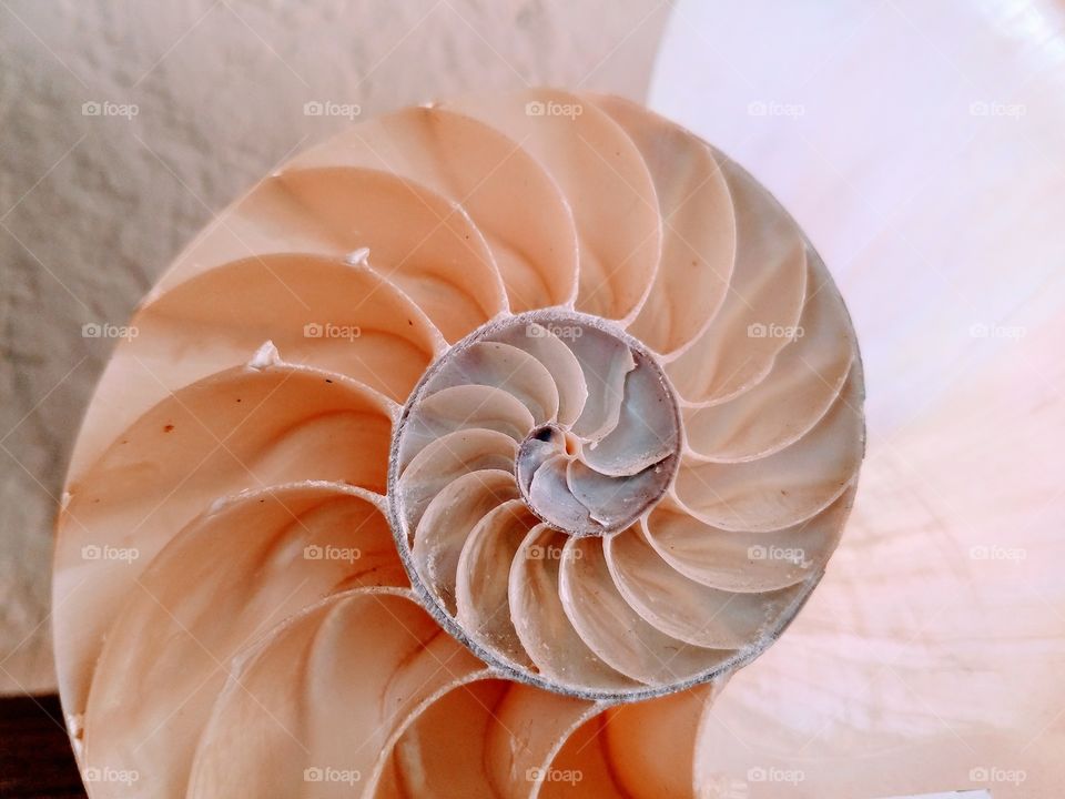Chambered Nautilus Shell Sliced in Half