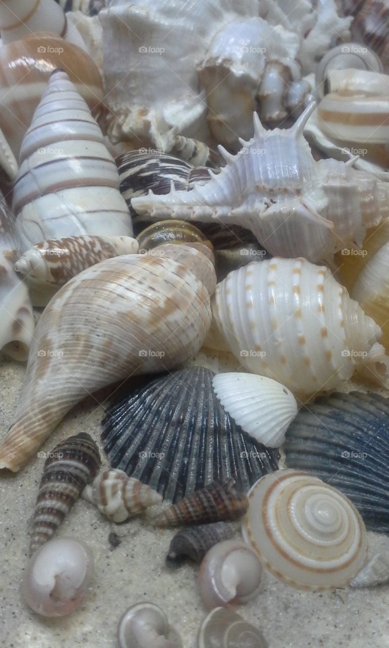 seashell scene