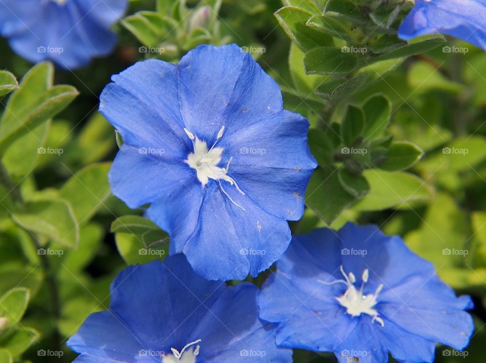 Close-up of morning glory flower