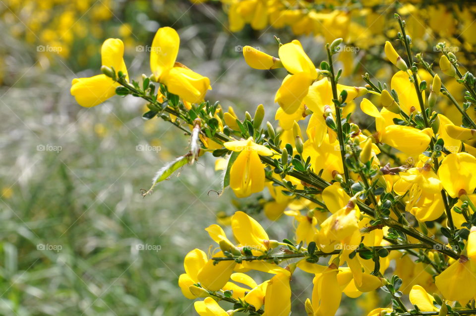 Yellow flowers