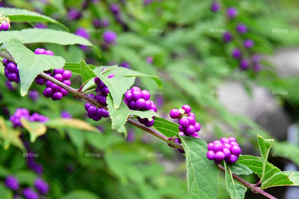 Purple berries plant