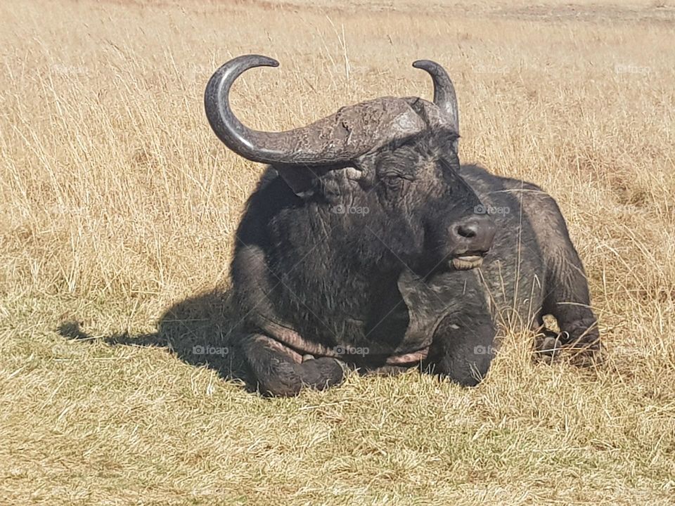 African Buffalo resting in the morning sun.