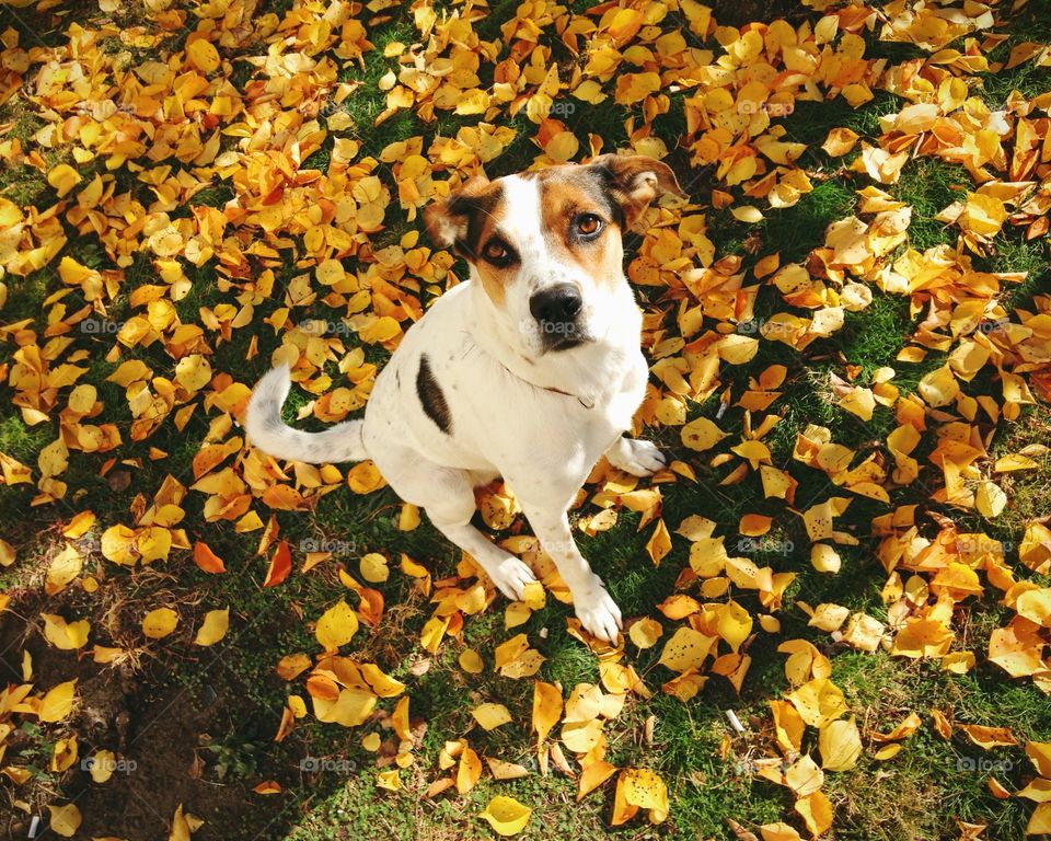 Cute mammal sitting on the bright leafs 