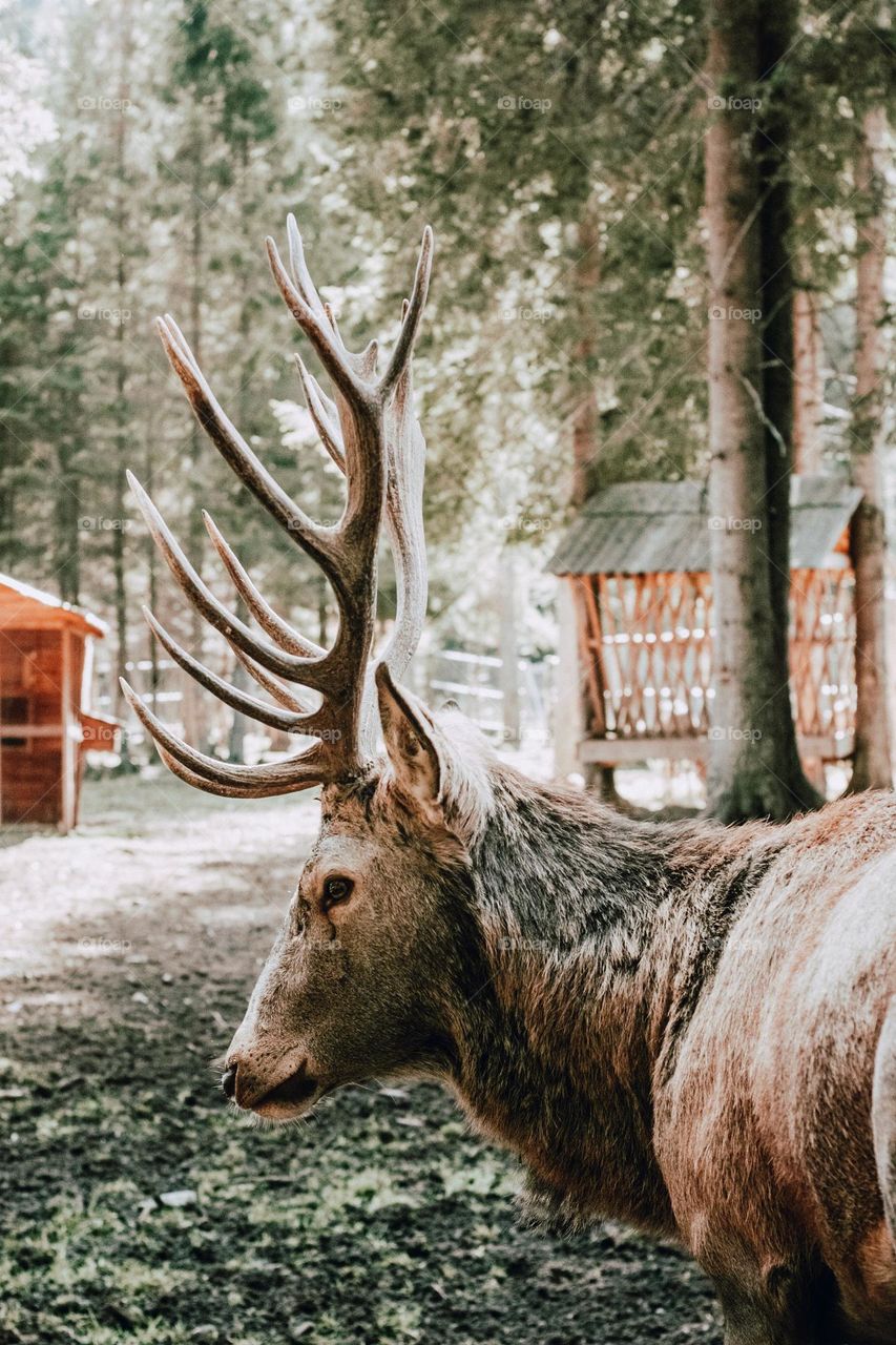 majestic raindeer